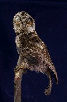 藏品(領角鴞)的圖片